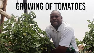 Horticulture with Hamara: Growing of Tomatoes