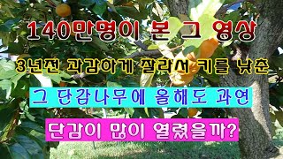 [텃밭농부 1,697]  140만명이 본 그 영상.과감하게 키를 낮춘 단감나무 3년 뒤에도 많이 열렸을까? …