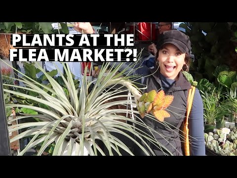 Flea Market Plant Shopping | Plant Shopping With Me