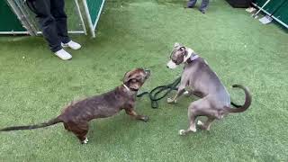 PLAYGROUP: Shanghai 239386 and Rocket 239524