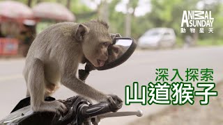 [問卦] ＜深入探索：山道猴子＞像動物星球的紀錄片