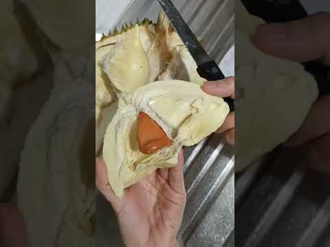 sầu Thái cơm dày nhỏ hạt 金枕頭榴槤