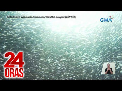 24 Oras Part 3: Isang klase ng sardinas na nagtalunan sa dagat sa Cebu; pagsindi ng…, atbp.
