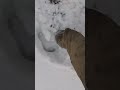Winter Booby Trap ️