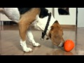 Video: Pelota rellenable con forma de huevo MAJOR DOG