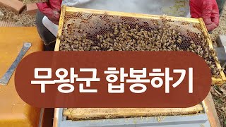 봄벌깨우면서 발견한 무왕군 합봉하기