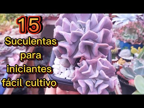 15 succulents for beginners that are easy to grow and fill the pot quickly, ideal for starting a ...