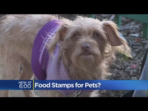 Food Stamps For Pets? Petition Wants Help For Man's Best Friend