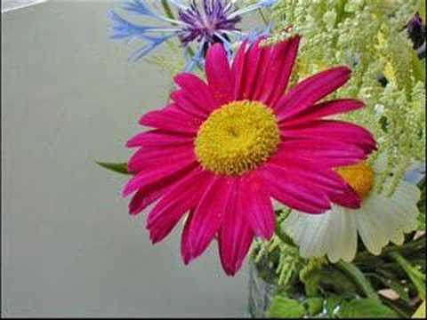 sezen aksu_ömer faruk köylü