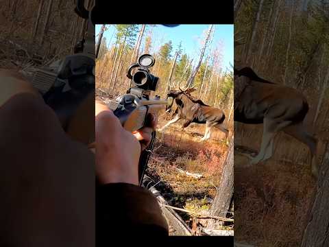 Hunting big moose at close range #hunting #deer#moose#chasse