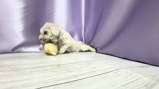 ミニチュアシュナウザーの動画01