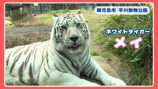 【まったり感が癒し】鹿児島市平川動物公園　ホワイトタイガー「メイ」
