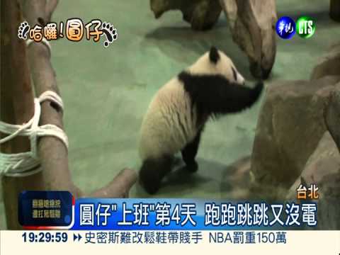 天氣冷颼颼! 看圓仔人數銳減