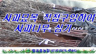 사과나무 묘목 직접 구입하고 심기