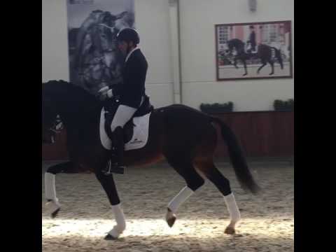 Franklin (Ampere x Ferro x Flemmingh)