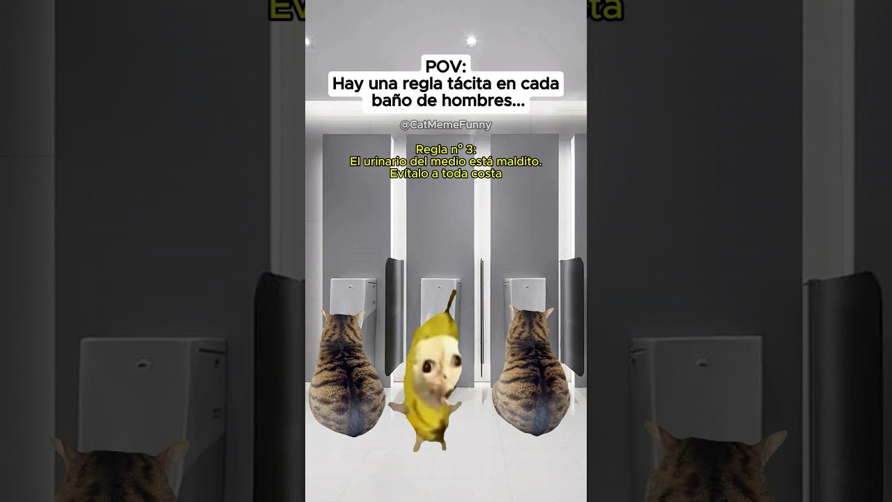 CAT MEME FUNNY 😹 Hay una regla tácita en cada baño de hombres...  #relatable #relationship #cat