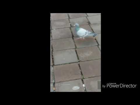 Diese Tauben und die Bremer Stad Musikanten findes du/ihr/euch in Bremen. ( mit Musik von YouTube )