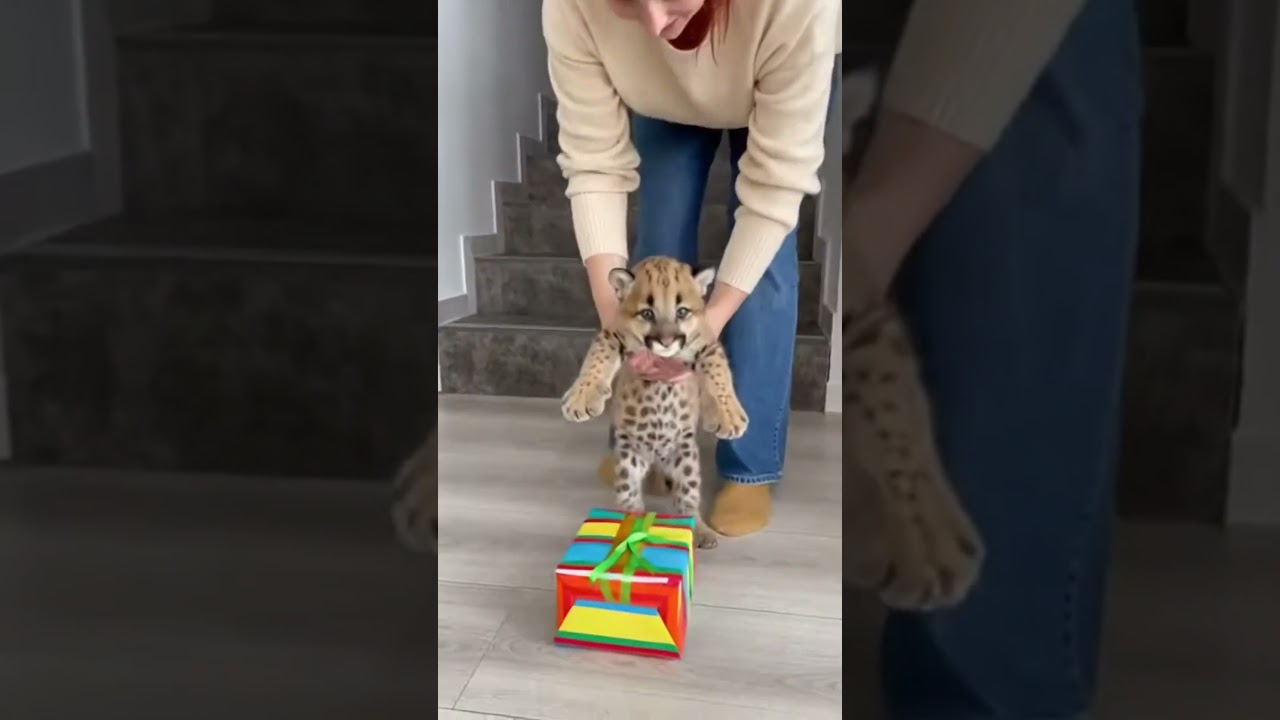 A Small Puma That Found Quiet Peace #viral #trending #short