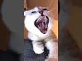 Try Not To Yawn Yawn Challenge Scottishfold Catlover Cats