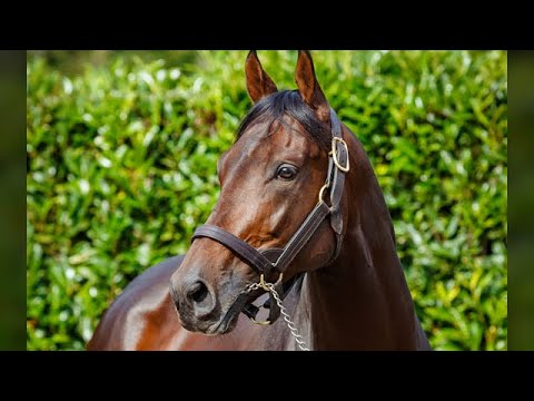 Almanzor To Shuttle To Cambridge Stud