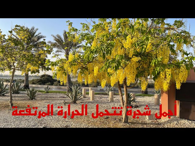 بذور كاسيا فستيولا - خيار شمبر ( Cassia fistula )