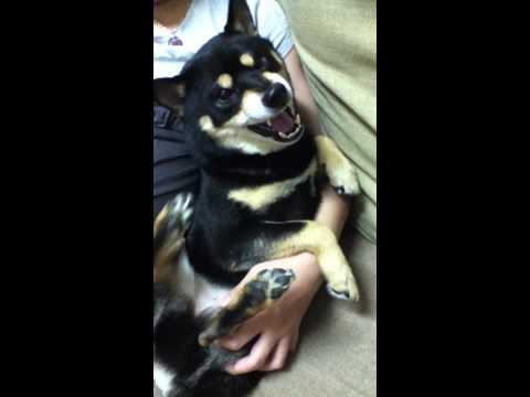 "中猴"的kero將(原發表者:kero將麻)(影片)