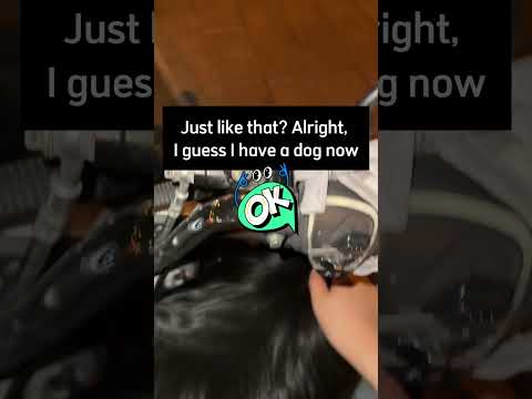 And just like that, I’ve been replaced by someone with free hands.#trending  #cat#trendingpetshorts