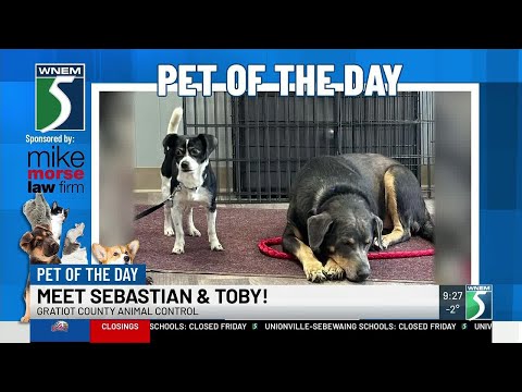 TV5 Pets of the Day: Meet Sebastian & Toby! - YouTube