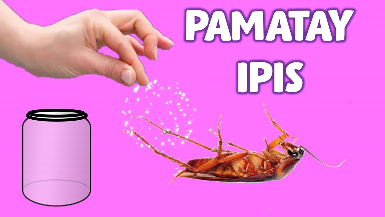 Ano mabisang pamatay ipis Natural na paraan para maiwasan cockroach at puksain