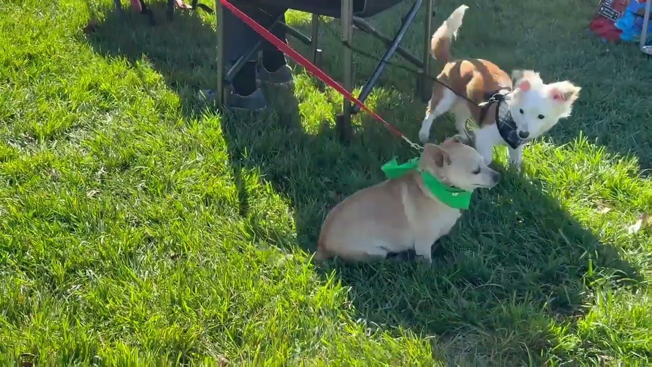 Enlarge Riker, a ADOPTABLE mixed breed in Pleasanton, CA video 6/6