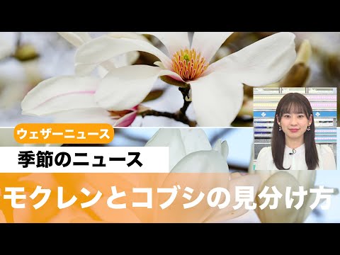 マグノリアの維持管理における地下水やりのアドバイス