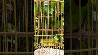 Download lagu Cucak Ijo Medan indonesian birds #cakijo #cakijogacor mp3 Download lagu Cucak Ijo Medan indonesian birds #cakijo #cakijogacor mp3