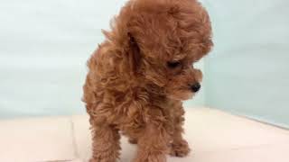 タイニープードルの動画01