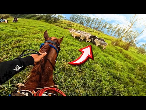 ESSA É A VERDADEIRA ROTINA EM UMA FAZENDA