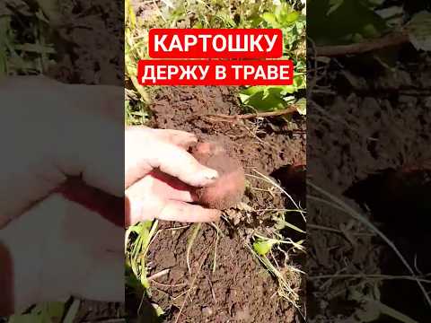 Беларусь Урожай картошки! Копаю бульбу Выращивание картофеля Копаю картошку лопатой Картофель бульба