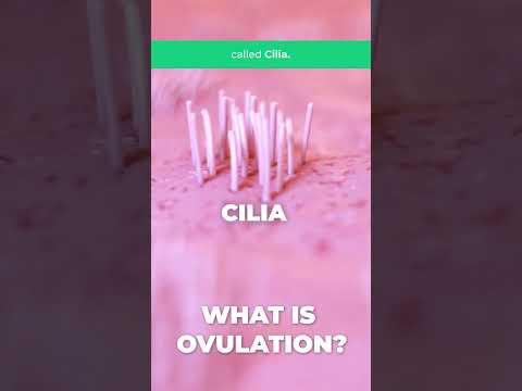 What does the term 'OVULATION' mean?