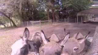 preview picture of video 'Donkey Sanctuary - Fun feeding the mini donkeys'