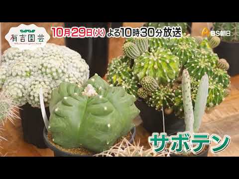 園芸 レッドイラクサ、オルヴァルオドリコソウ