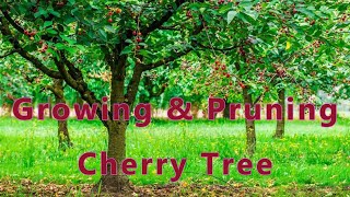 Growing Cherry Tree