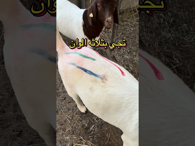 ثلاثة اطقم اقلام