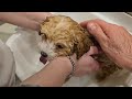 Cinderella S First Bath 🫣 Fail Or Success