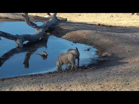 Djuma: Warthogs-two adults - 16:30 - 08/25/19