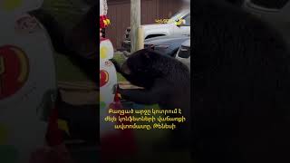Թենեսիի արևելքում տեսախցիկը ֆիքսել է` ինչպես է քաղցած արջը կոտրում ժելե կոնֆետների վաճառքի ավտոմատը։