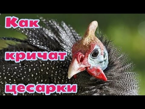 КАК КРИЧАТ ЦЕСАРКИ крики взрослых цесарок shorts
