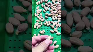 Download lagu Jumbo Bean Sprouts From Peanuts 🥜 ​​#agriculture #gardeningtips #smarttricks #bean sprouts #fyi #... mp3