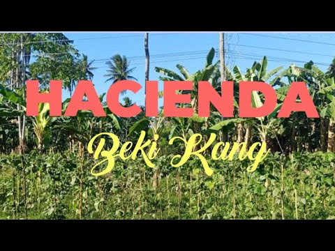 HACIENDA BEKI KANG / Beki Kang