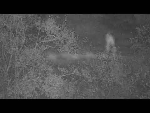 Djuma: Hyenas and Lions(Talamati pride)-mostly audio - 21:08 - 06/05/21