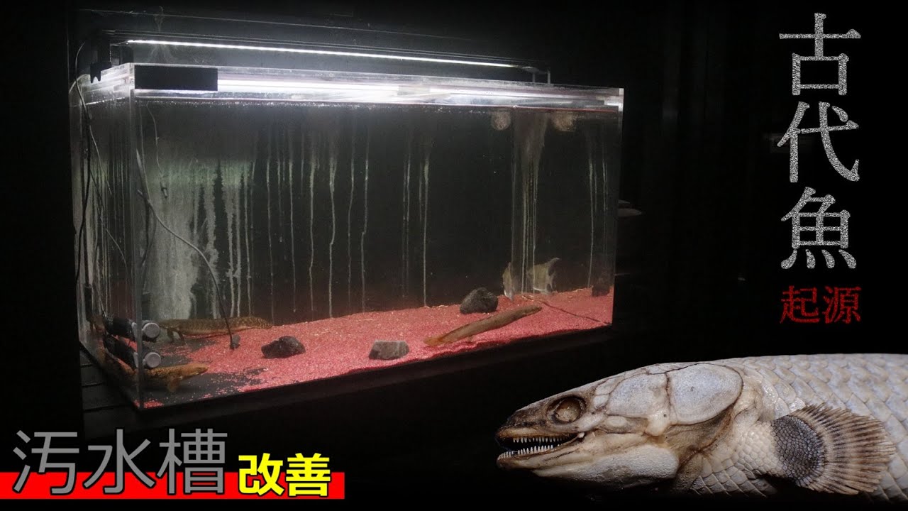 長年放置気味だったこの汚水槽をイカしたアフリカン水槽にしてみる / 古代魚ポリプテルスの起源について詳しくお話しします【アクアリウム】