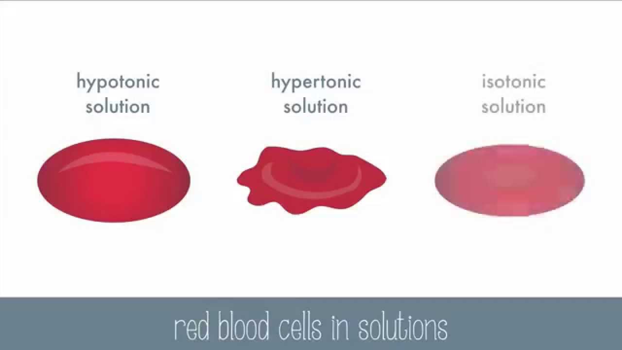 Passive Transport Part 1