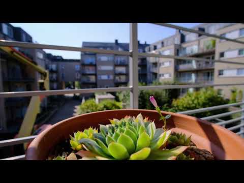 Sempervivum / Houseleek / Kövirózsa